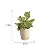 Peperomia Variegated Natural Plant In White Self Watering Plastic Pot
