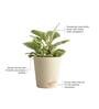 Peperomia Variegated Natural Plant In White Self Watering Plastic Pot