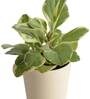 Peperomia Variegated Natural Plant In White Self Watering Plastic Pot