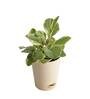 Peperomia Variegated Natural Plant In White Self Watering Plastic Pot