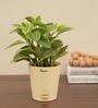 Peperomia Variegated Natural Plant In White Self Watering Plastic Pot