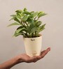 Peperomia Variegated Natural Plant In White Self Watering Plastic Pot