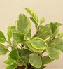 Peperomia Variegated Natural Plant In White Self Watering Plastic Pot