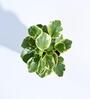 Peperomia Variegated Natural Plant In White Self Watering Plastic Pot