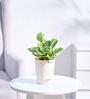Peperomia Variegated Natural Plant In White Self Watering Plastic Pot
