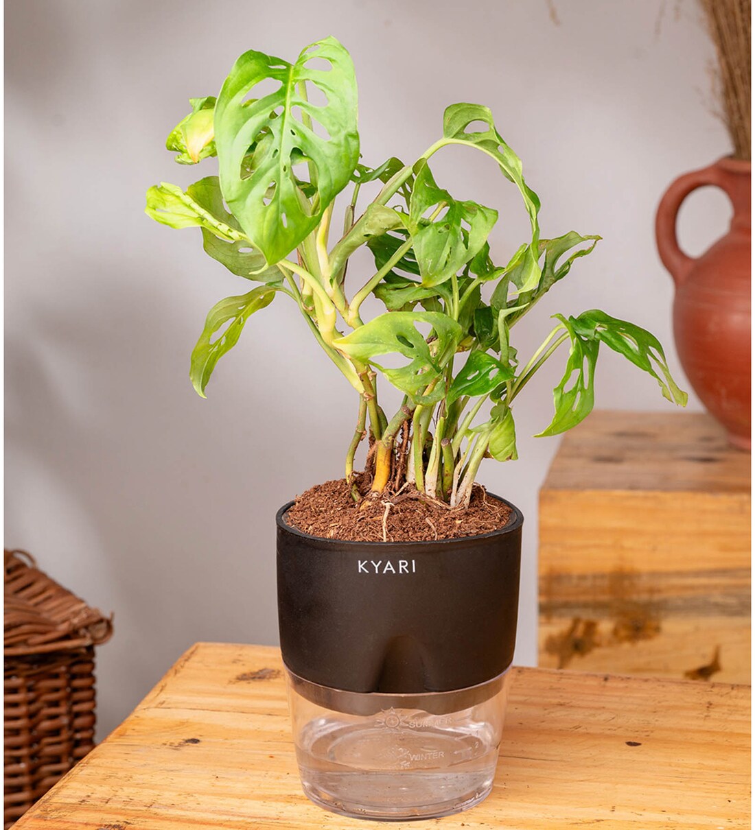Buy Philodendron Broken Heart Plant With Self Watering Pot- Black at 52%  OFF by Kyari | Pepperfry