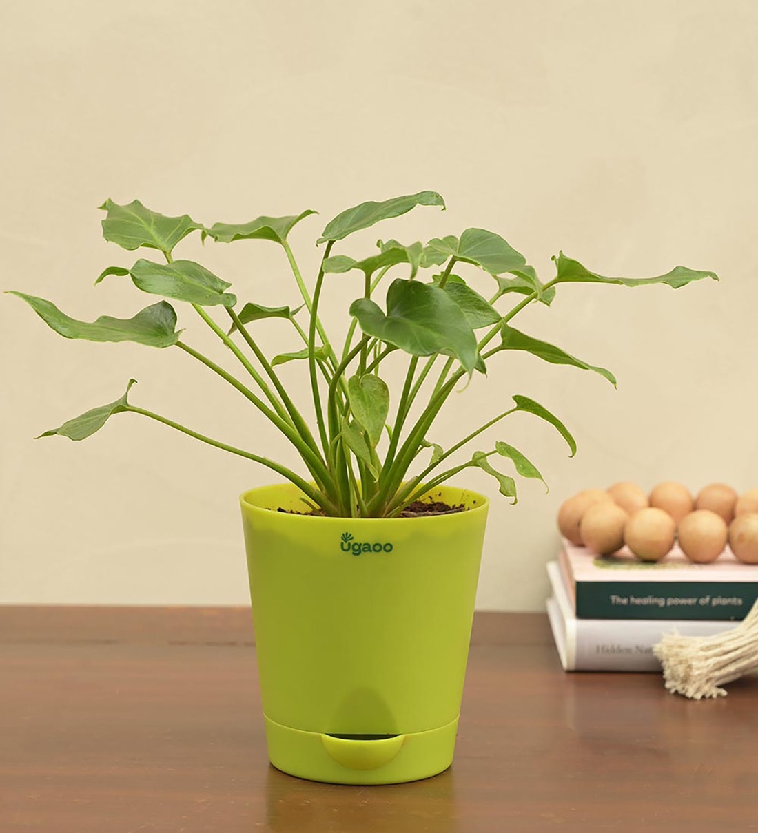 Buy Philodendron Xanadu - Green Natural Plant in White Self Watering  Plastic Pot at 30% OFF by Ugaoo | Pepperfry