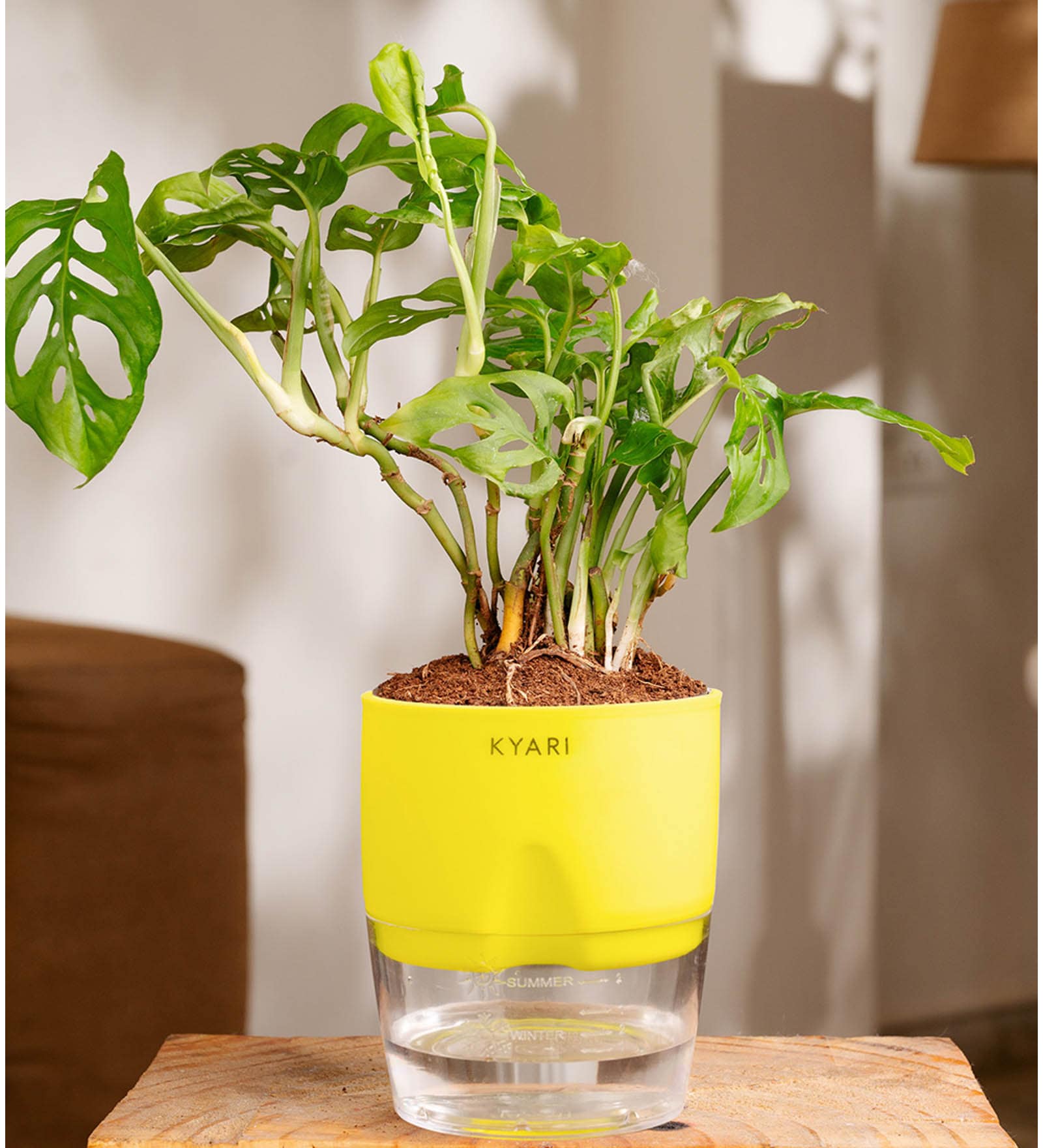 Philodendron Broken Heart Plant With Self Watering  Pot- Green