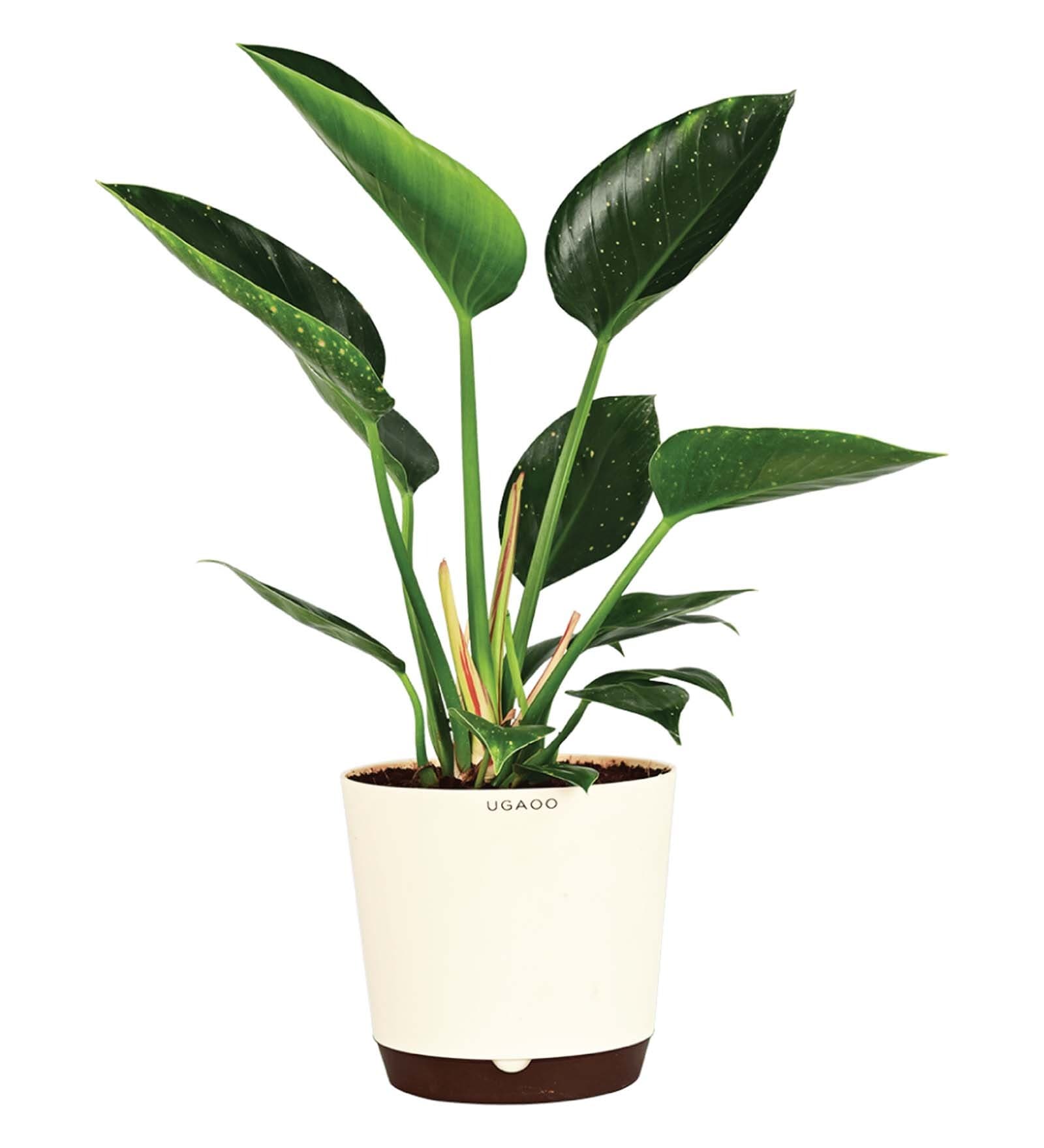 Philodendron Congo With Pot Natural Plant