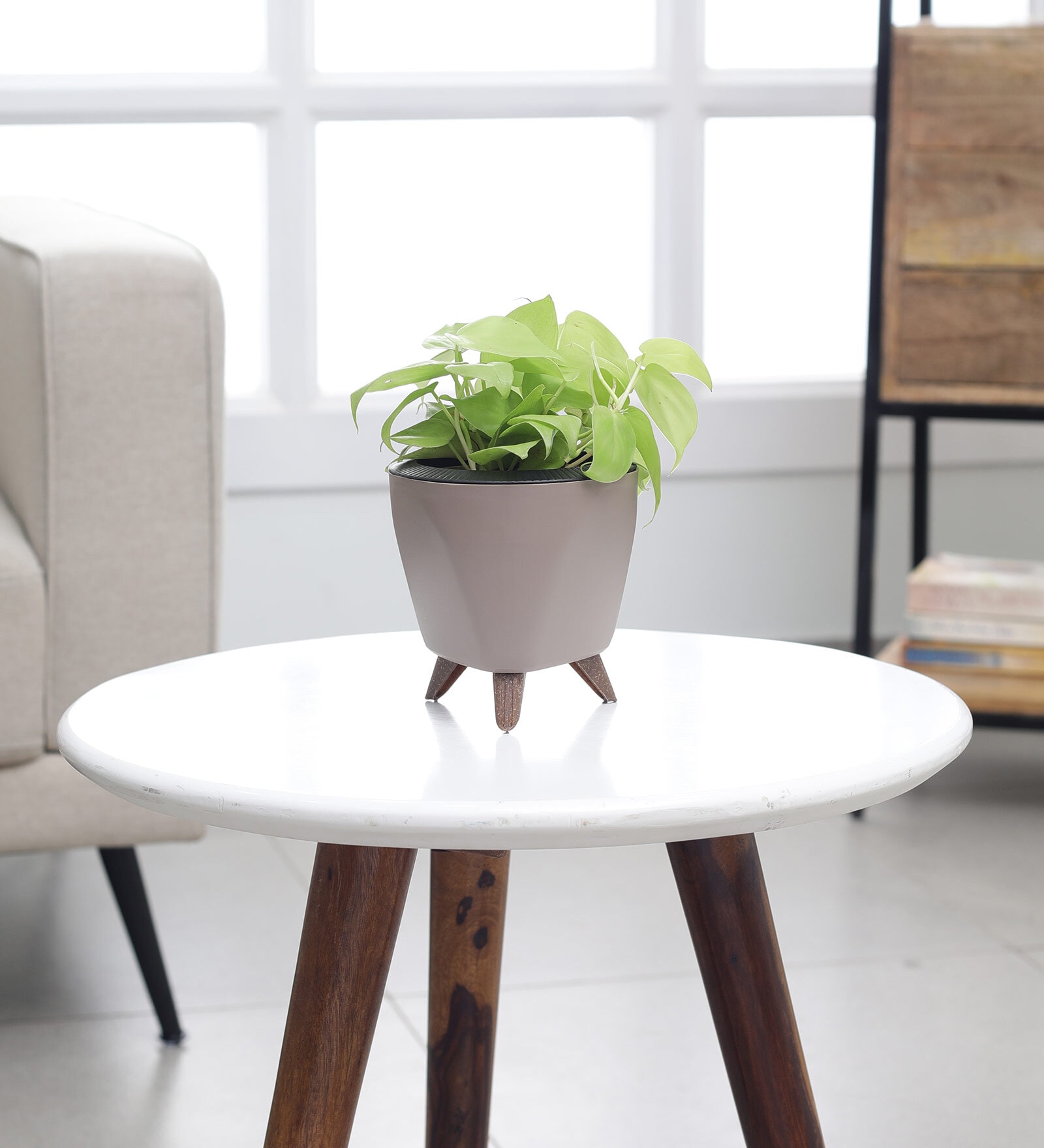 Philodendron Oxycardium Golden Plant With Lagos Mocca Pot