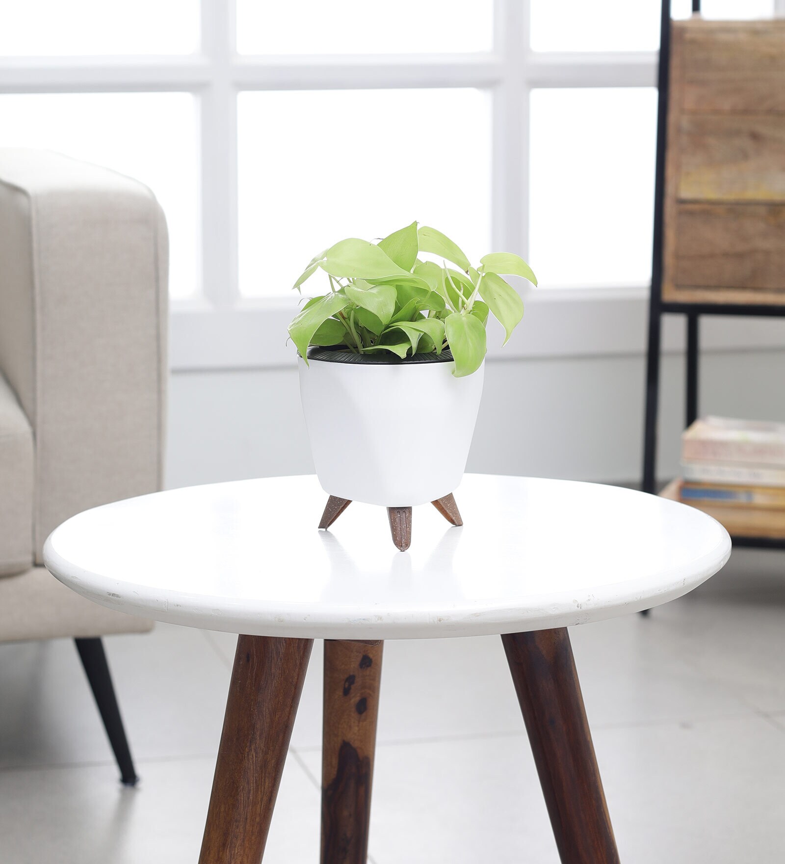 Philodendron Oxycardium Golden Plant With Lagos White Pot