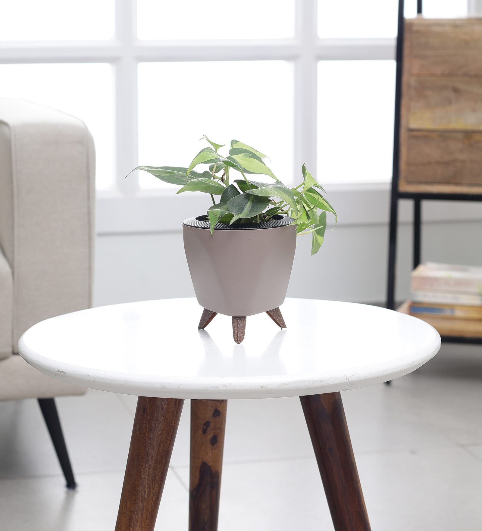 Philodendron Oxycardium Variegated Plant With Lagos Mocca Pot