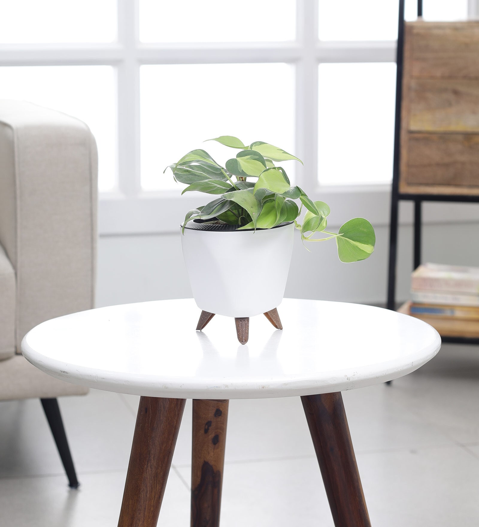 Philodendron Oxycardium Variegated Plant With Lagos White Pot