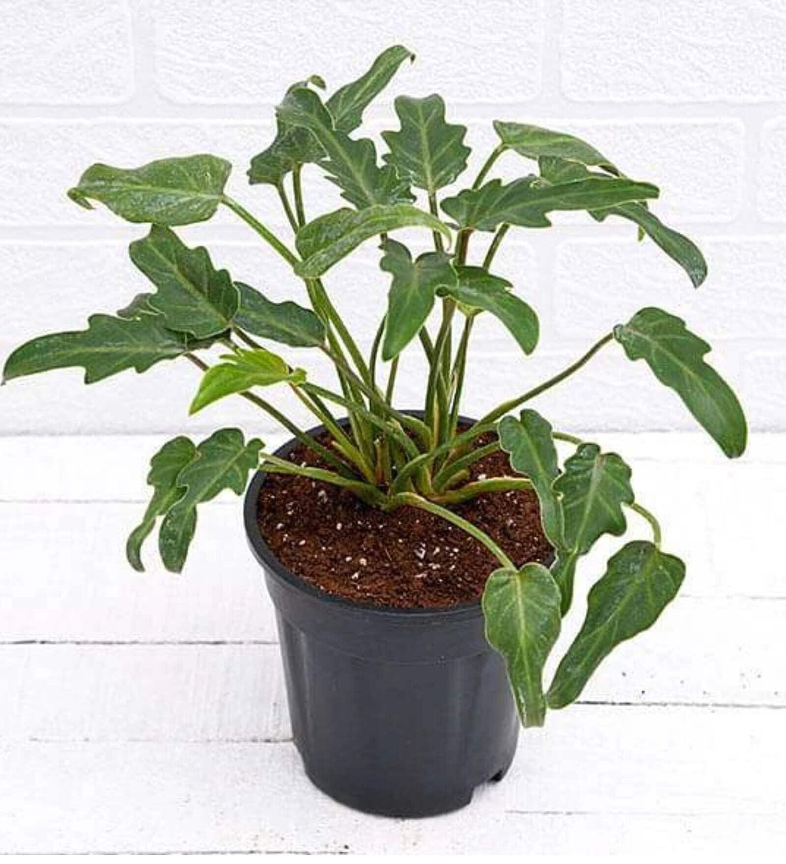 Philodendron Xanadu With Pot Natural Plant