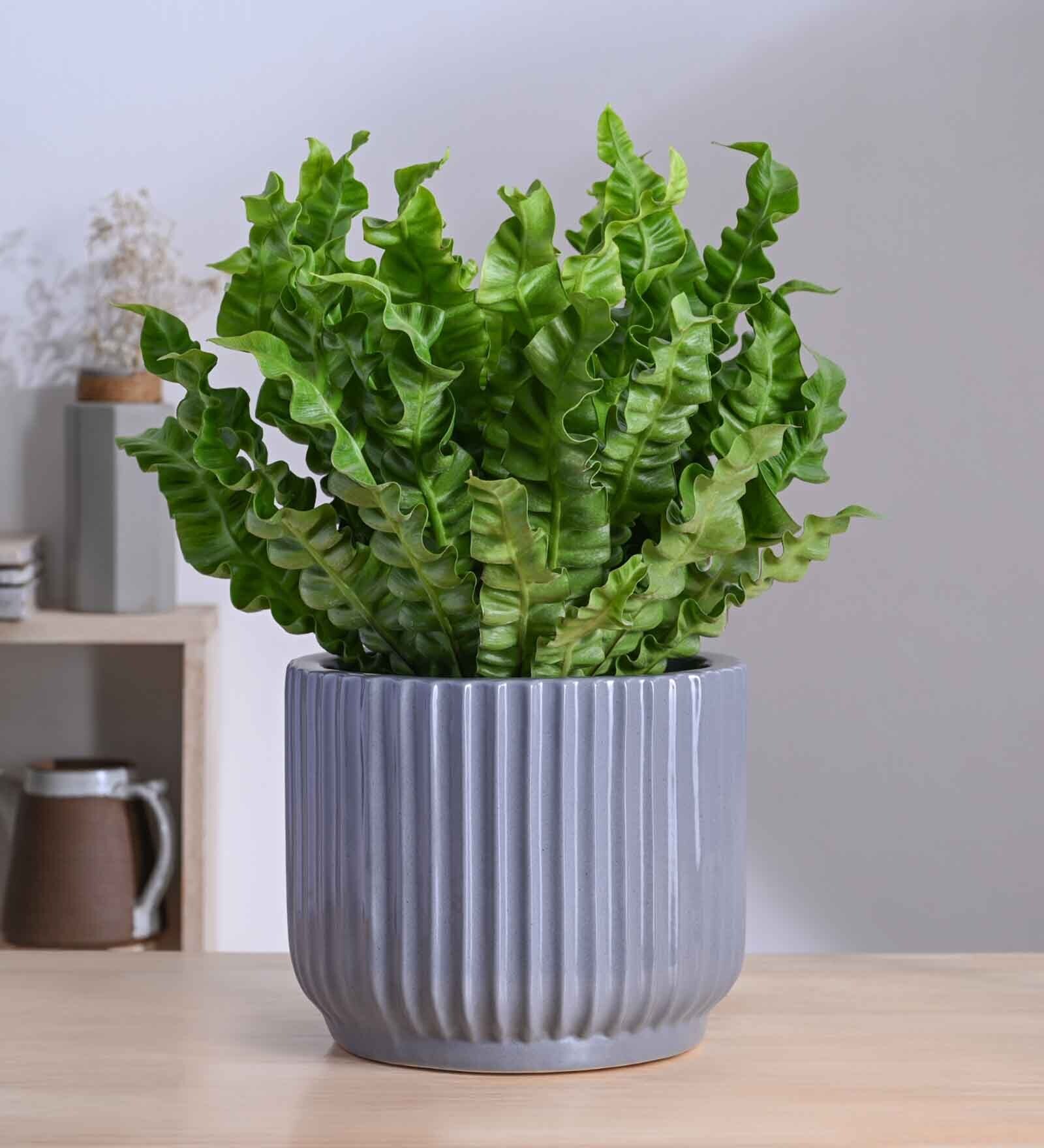 Phoenix Grey Ceramic Planter