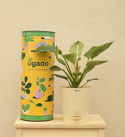 Philodendron Birkin - Medium Natural Plant in White Self Watering Plastic Pot by Ugaoo