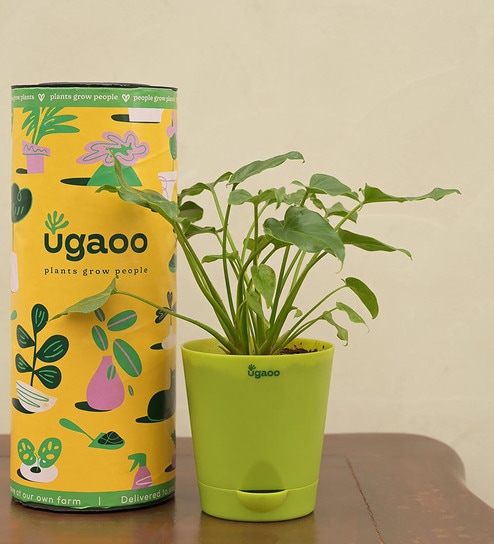 Philodendron Xanadu - Green Natural Plant in White Self Watering Plastic Pot by Ugaoo