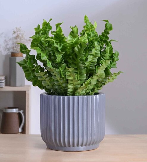 Phoenix Grey Ceramic Planter