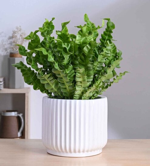 Phoenix White Ceramic Planter