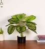 Artificial Philodendron Plant 55Cm