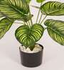 Artificial Philodendron Plant 55Cm