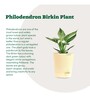Philodendron Birkin