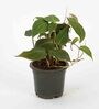 Philodendron Black Gold Natural Plant