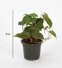 Philodendron Black Gold Natural Plant