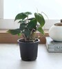 Philodendron Black Gold Natural Plant