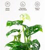 Philodendron Broken Heart Plant With Self Watering  Pot- Cream