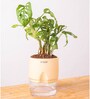 Philodendron Broken Heart Plant With Self Watering  Pot- Cream