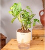 Philodendron Broken Heart Plant With Self Watering  Pot- Cream
