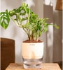 Philodendron Broken Heart Plant With Self Watering  Pot- Cream
