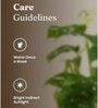 Philodendron Broken Heart Plant With Self Watering  Pot- Green