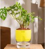 Philodendron Broken Heart Plant With Self Watering  Pot- Green