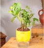 Philodendron Broken Heart Plant With Self Watering  Pot- Green