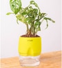 Philodendron Broken Heart Plant With Self Watering  Pot- Green