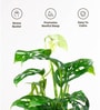 Philodendron Broken Heart Plant With Self Watering  Pot- Green