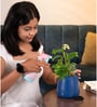 Philodendron Broken Heart Plant With Metal Pot-Blue