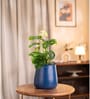 Philodendron Broken Heart Plant With Metal Pot-Blue
