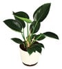 Philodendron Congo With Pot Natural Plant