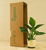 Philodendron Congo With Pot Natural Plant