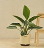 Philodendron Congo With Pot Natural Plant