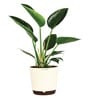 Philodendron Congo With Pot Natural Plant