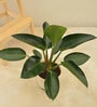 Philodendron Congo With Pot Natural Plant