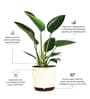 Philodendron Congo With Pot Natural Plant