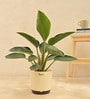 Philodendron Congo With Pot Natural Plant