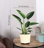 Philodendron Congo With Pot Natural Plant