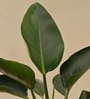 Philodendron Congo With Pot Natural Plant