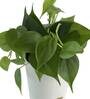 Philodendron Oxycardium Green Natural Plant In White Self Watering Plastic Pot